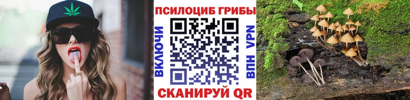 как найти Оренбург Псилоцибиновые грибы Cubensis